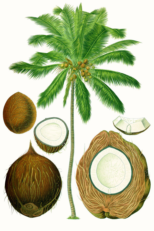 Jelly Coconut