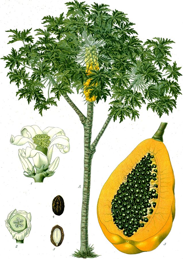 Papaya / Pawpaw